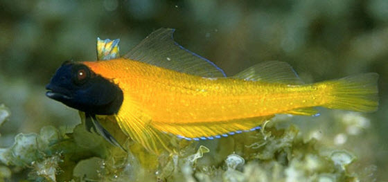 Tripterigium delaisi _99873